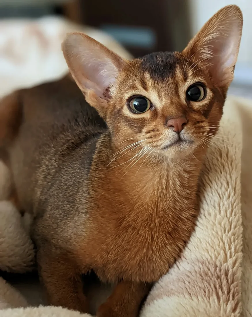 Abyssinian (Habeş Kedisi)
