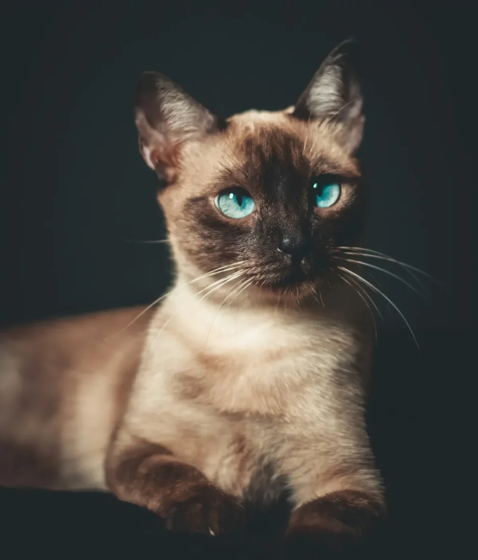 Burmese Kedisi