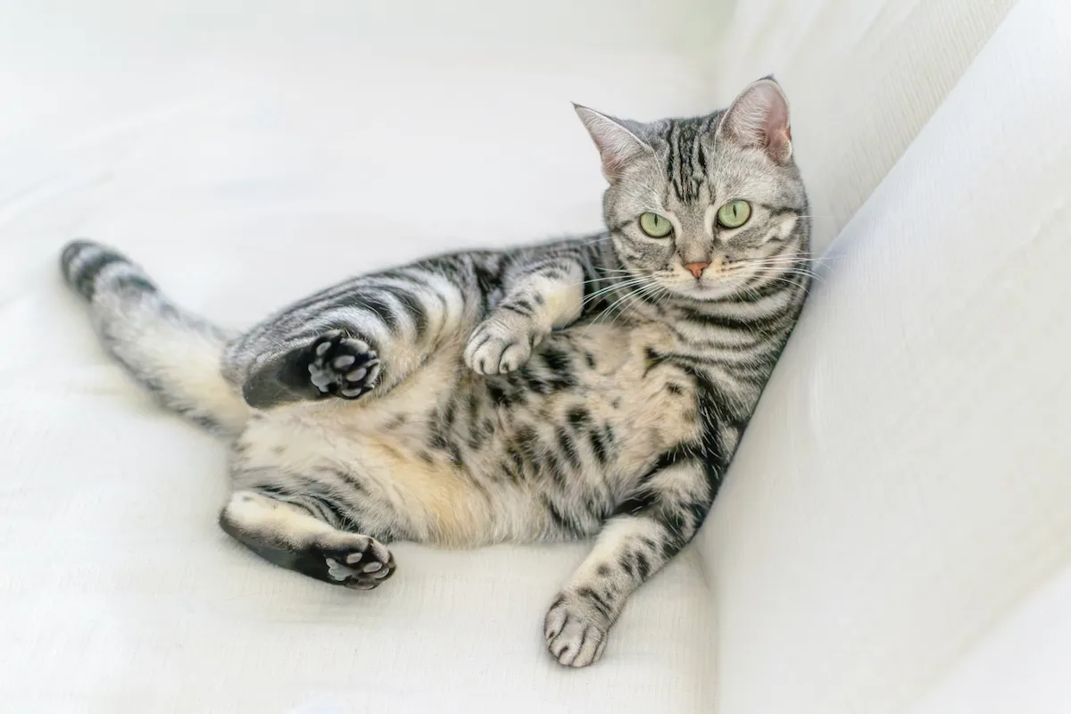 American Shorthair