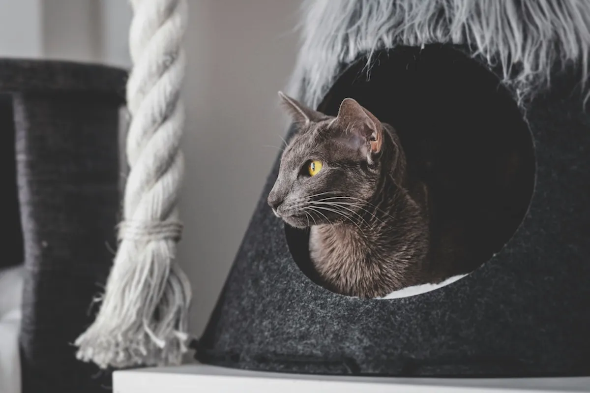 Oriental Shorthair