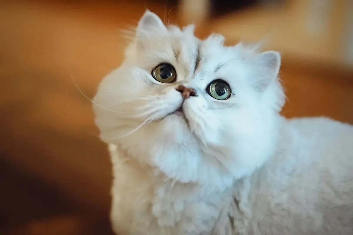 İran Kedisi (Persian)