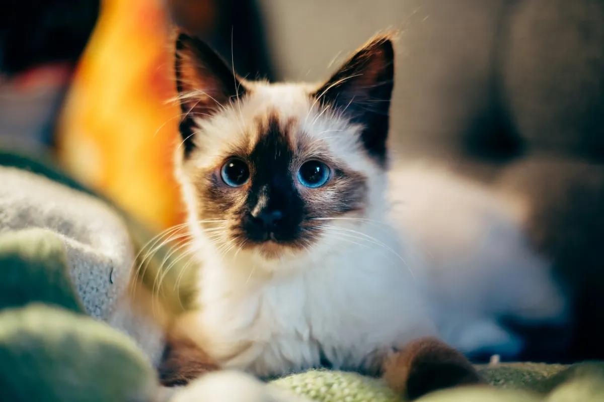 Birman Kedisi