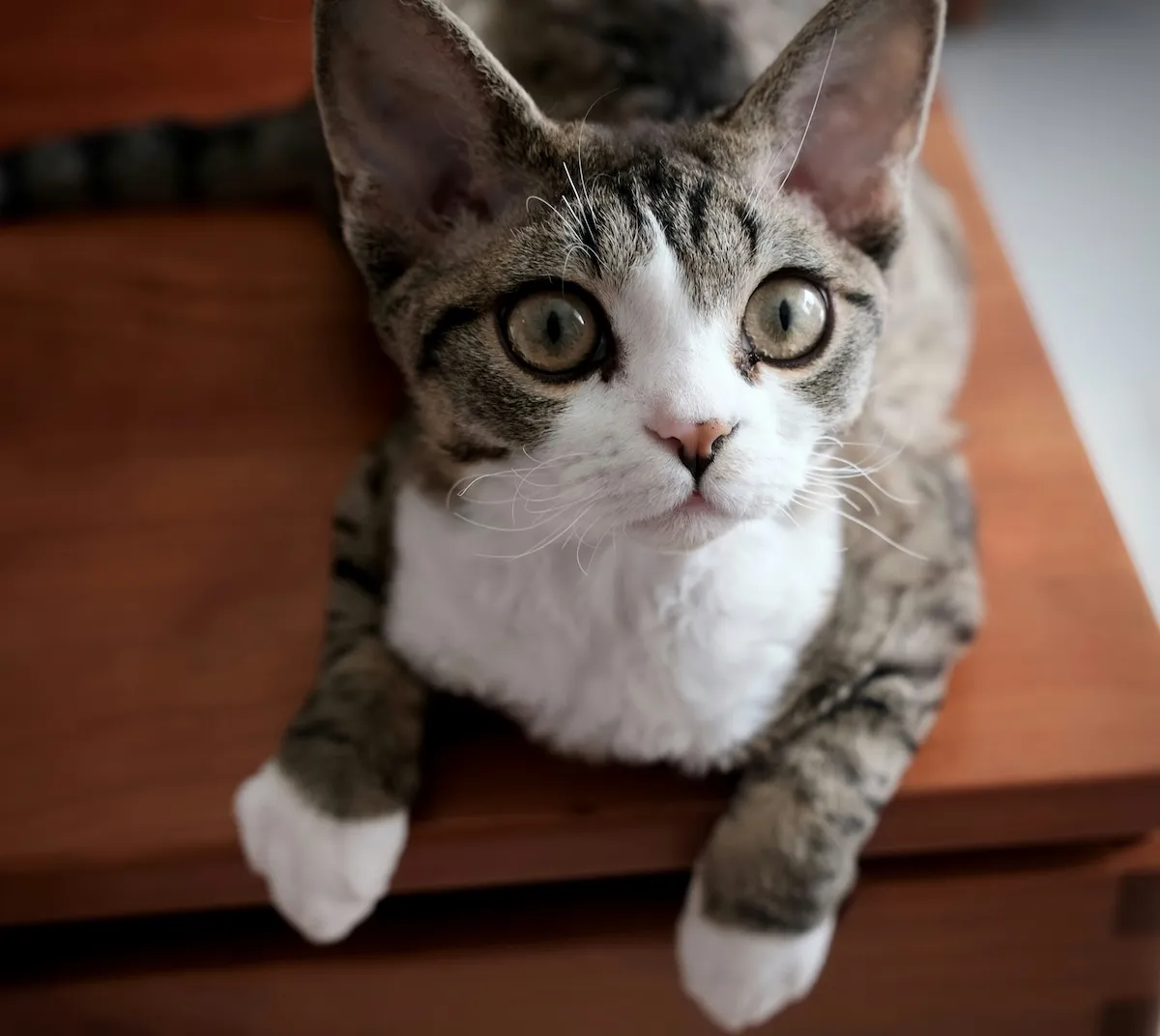 Devon Rex