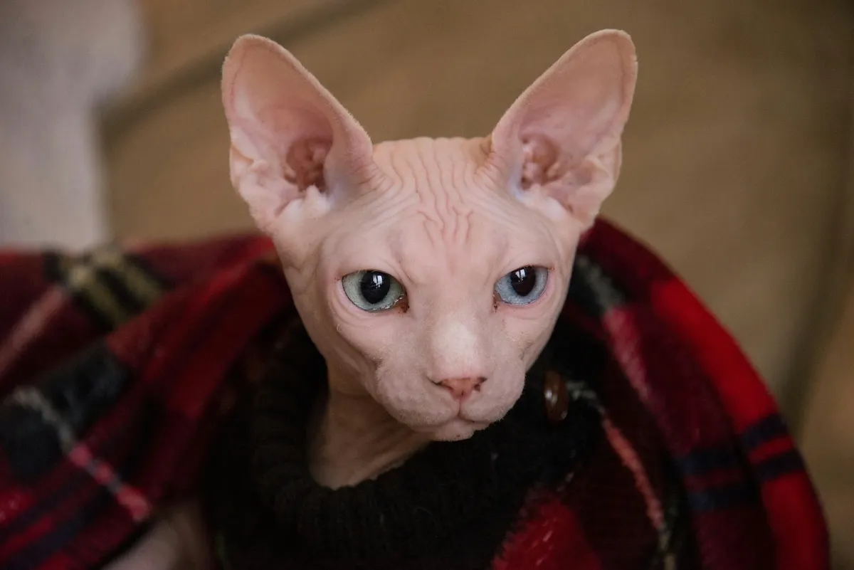 Sphynx (Sfenks Kedisi)