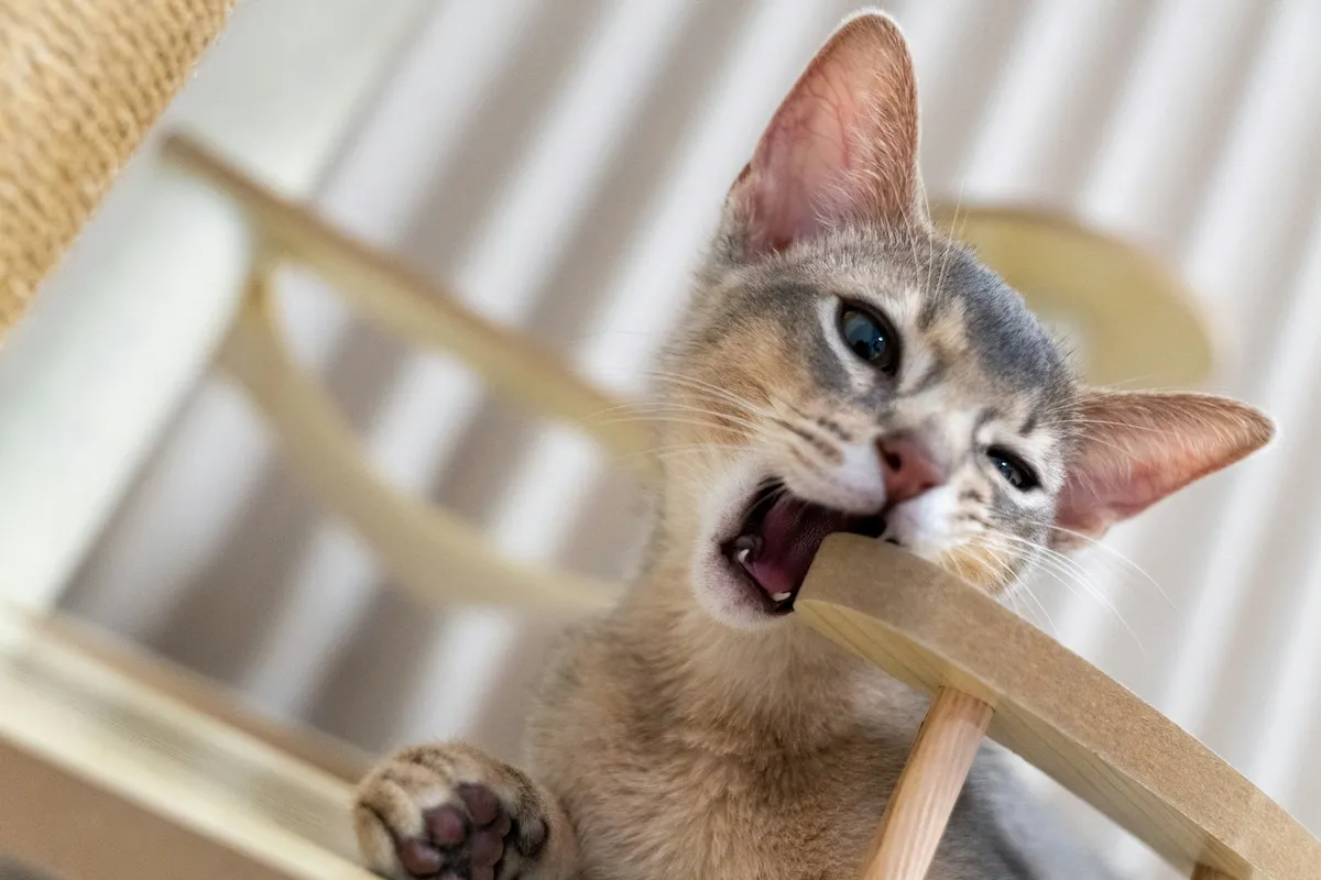 Abyssinian
