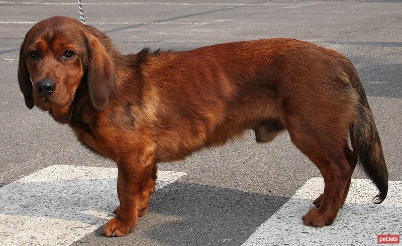 Alpine Dachsbracke
