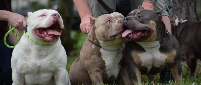 American Bully