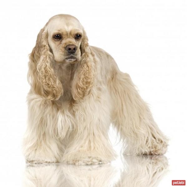 Amerikan Cocker Spaniel