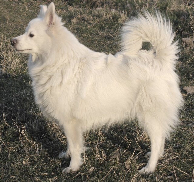 Amerikan Eskimo