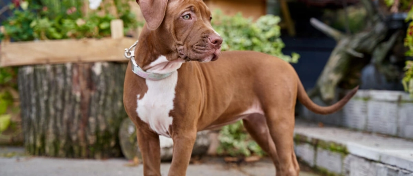 Amerikan Pitbull