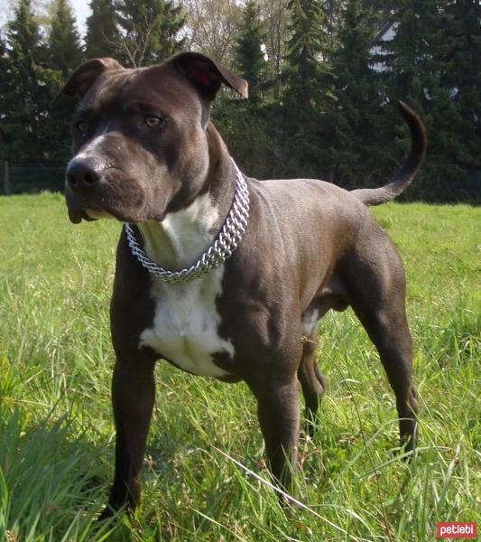 Amerikan Staffordshire Terrier