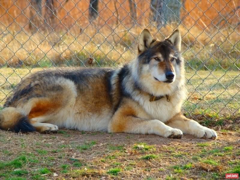 Amerikan Yerli Köpeği