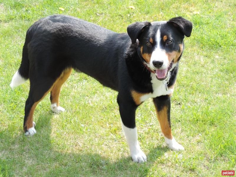 Appenzell Dağ Köpeği