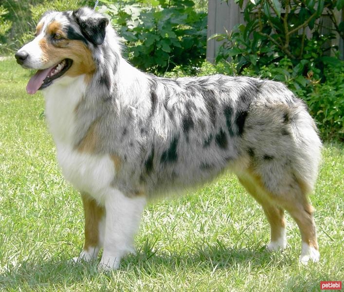 Avustralya Çoban Köpeği