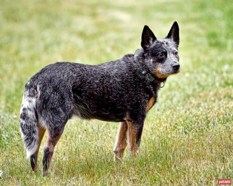 Avustralya Sığır Köpeği