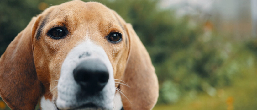 Beagle Köpeği