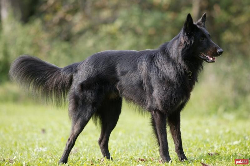 Belçika Groenendael