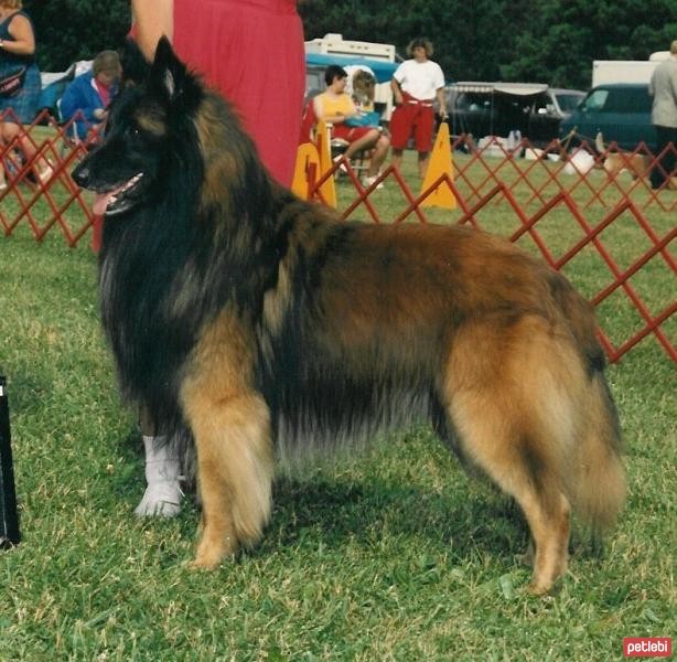 Belçika Tervuren