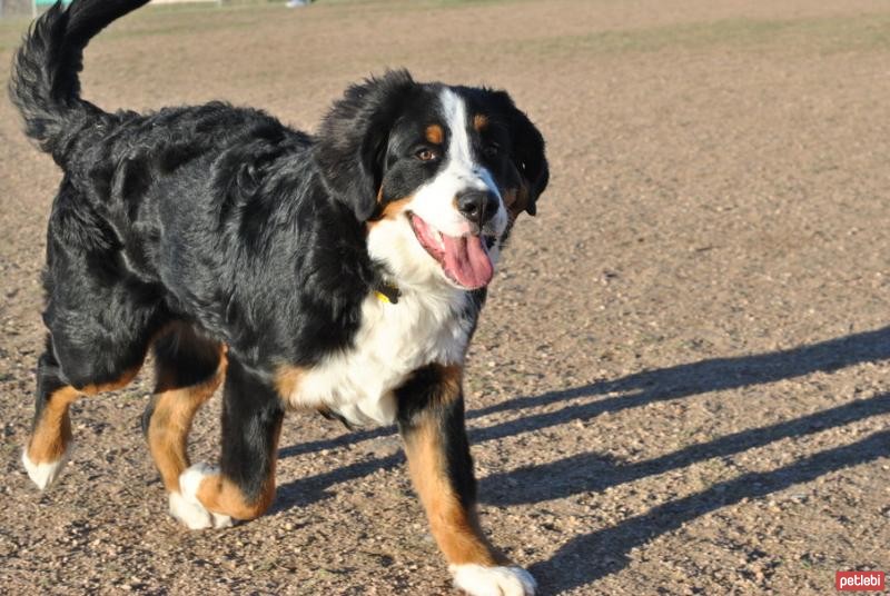 Bernese Dağ Köpeği
