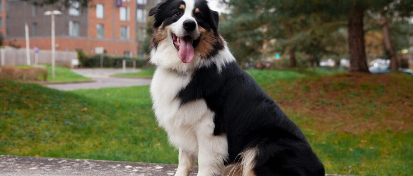 Border Collie
