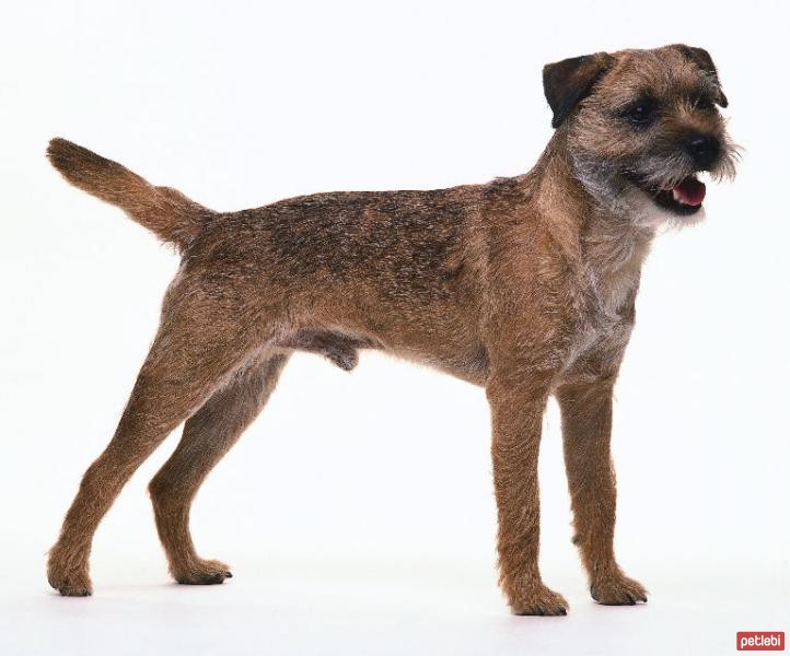 Border Terrier