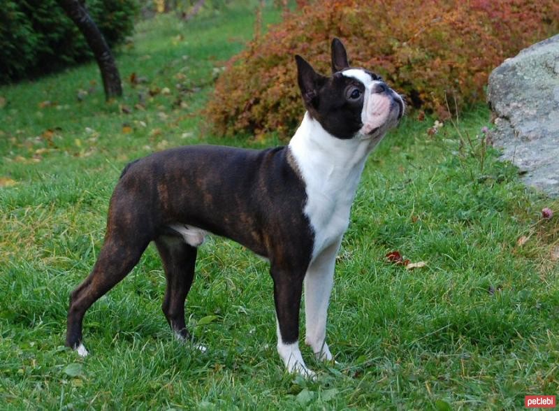 Boston Terrier