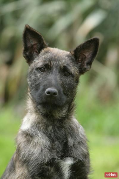 Bouvier des Ardennes