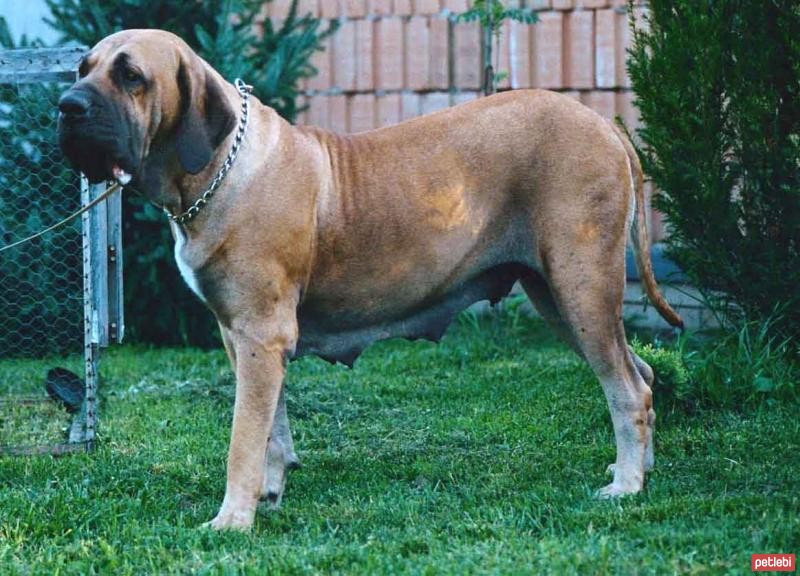 Brezilya Mastiff