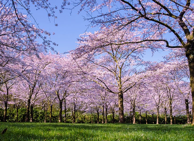 Amsterdamse Bos (Amsterdam Ormanı)