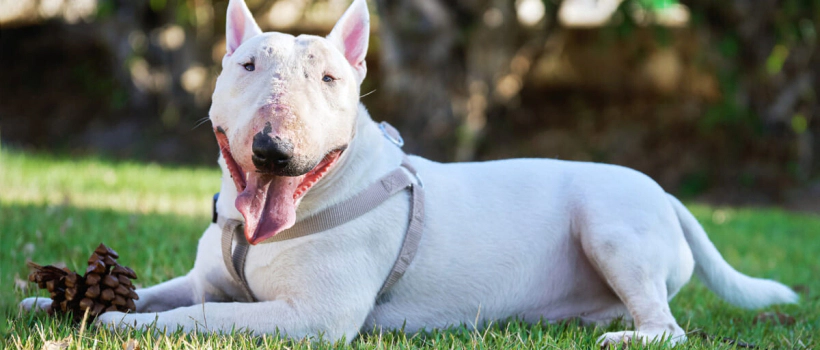 Bull Terrier
