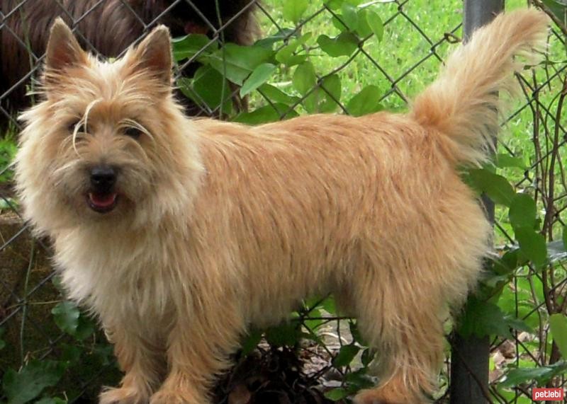 Cairn Terrier