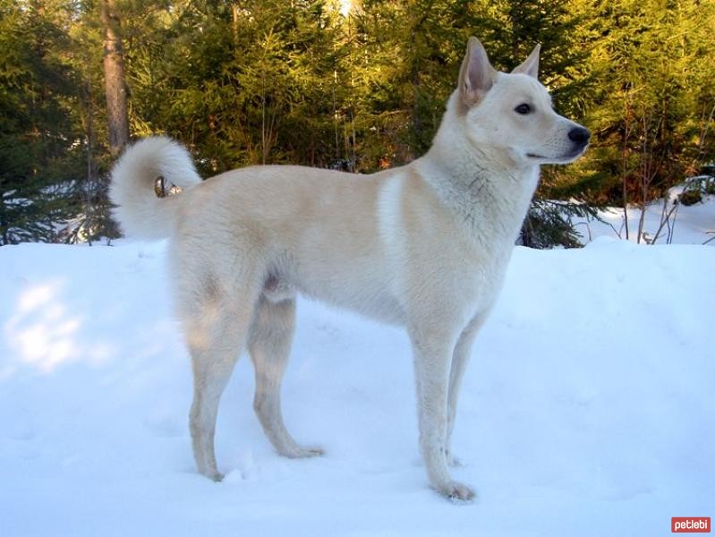 Canaan Köpeği