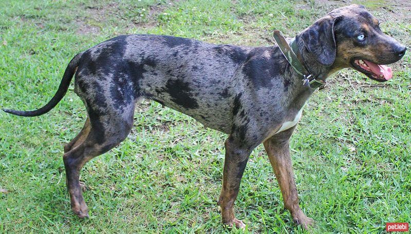 Catahoula Leopar Köpeği