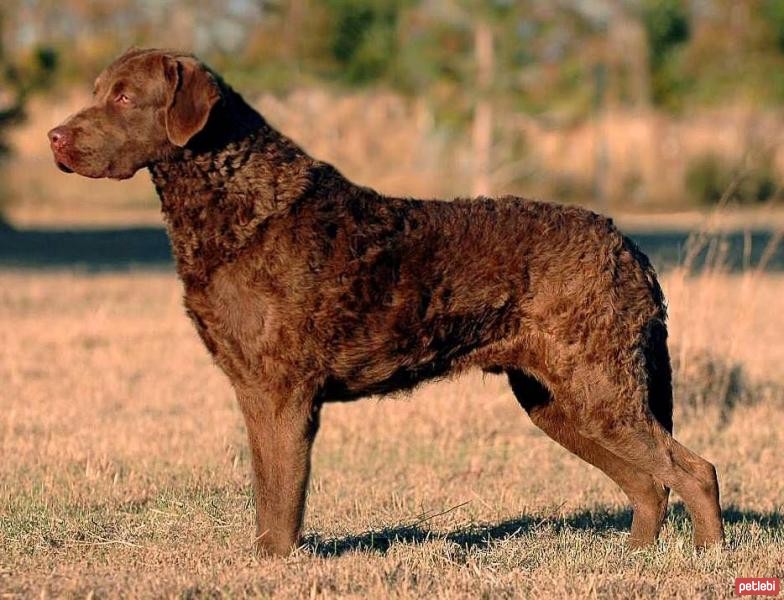 Chesapeake Bay Retriever