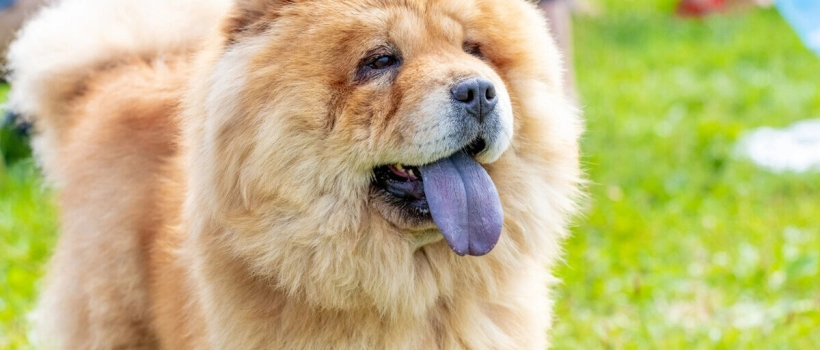 Chow Chow (Çin Aslanı)