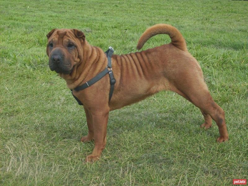 Çin Shar Pei