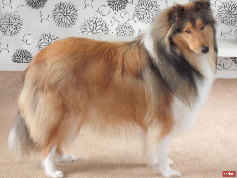 Collie