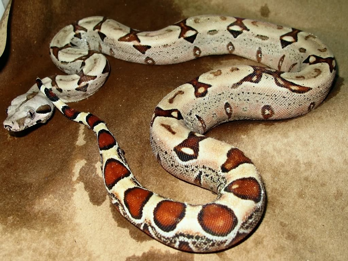 Red Tail Boa (Kızılkuyruk boa yılanı)