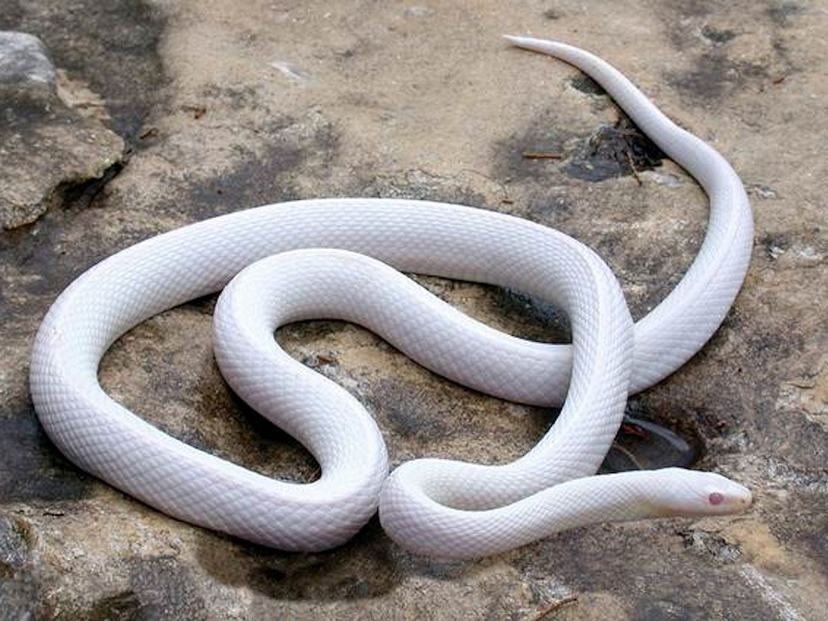 Blizzard Corn Snake (Blizzard Mısır Yılanı)
