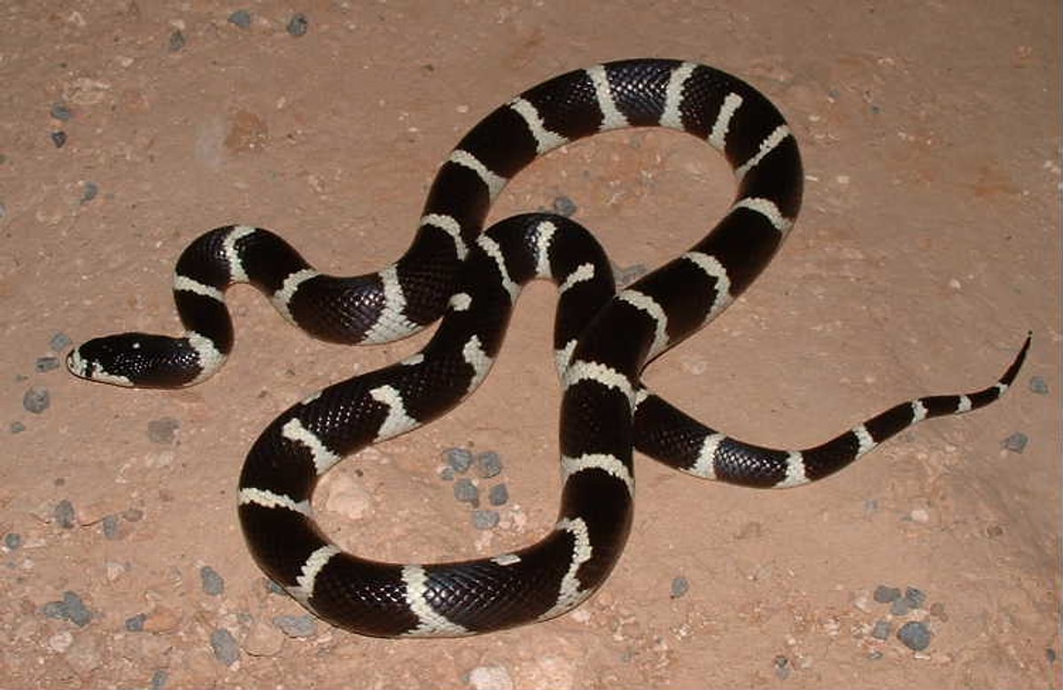 California milk snake (Kaliforniya süt yılanı)