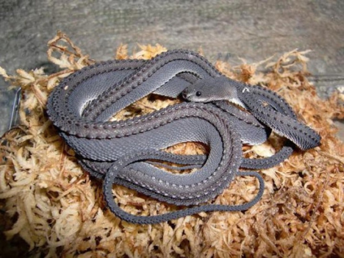 Javan mudsnack (Xenodermus javanicus) (Java'lı çamur yılanı)