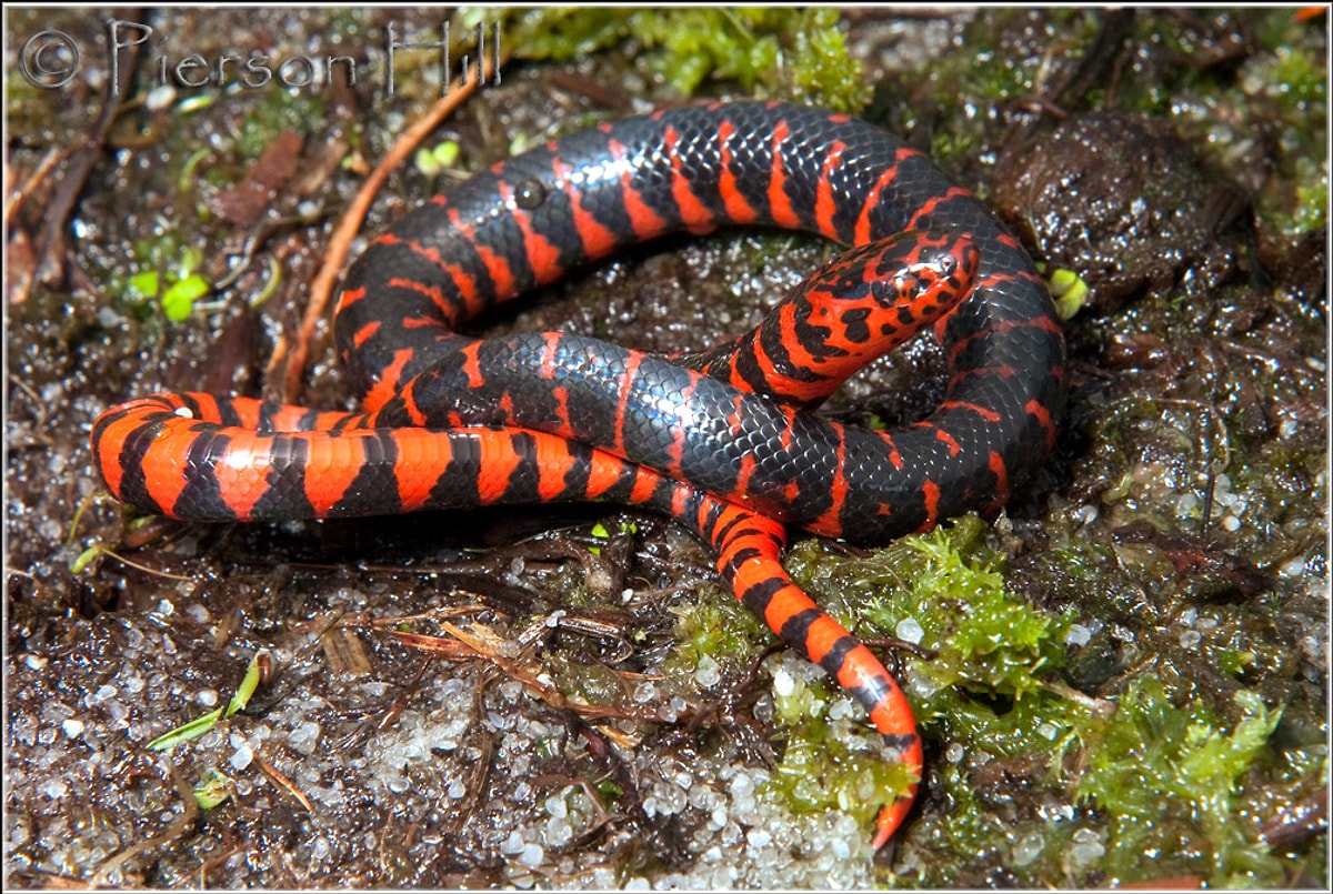 Mudsnake (Çamur yılanı)