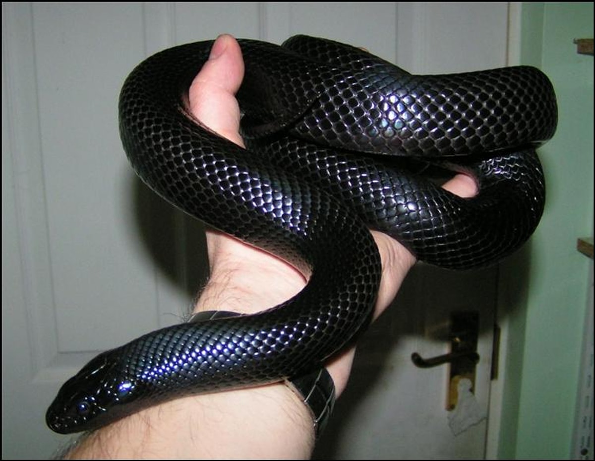 Meksika siyah kral yılanı (Lampropeltis getula nigrita)