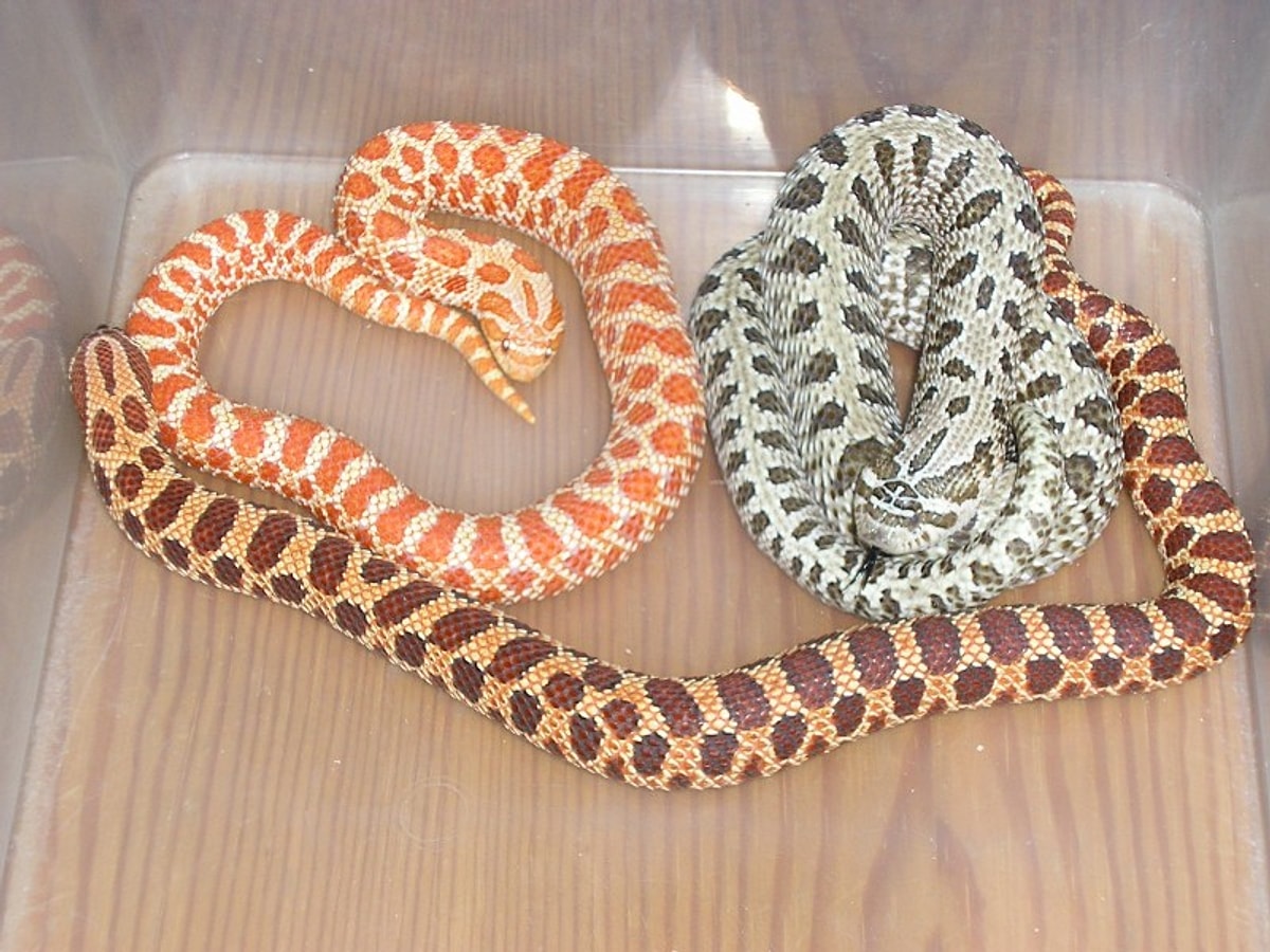 Hognose snake (Heterodon nasicus)