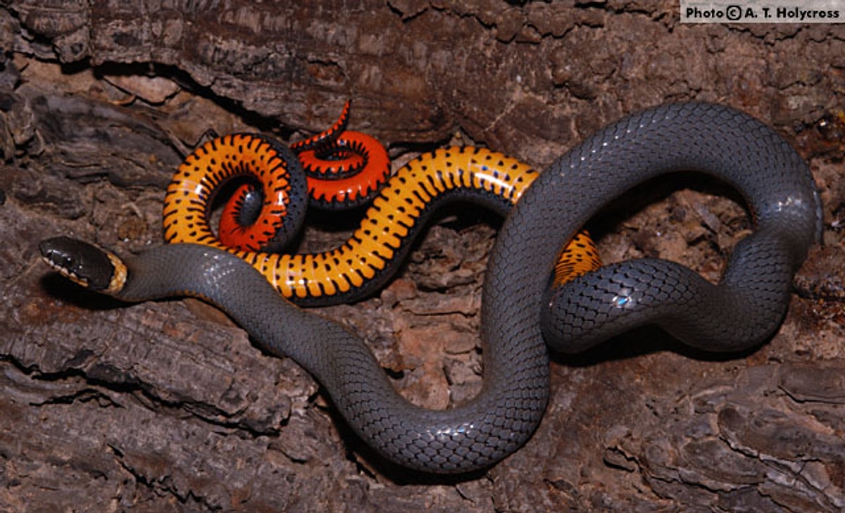 Boğmaklı yılan (Diadophis punctatus)