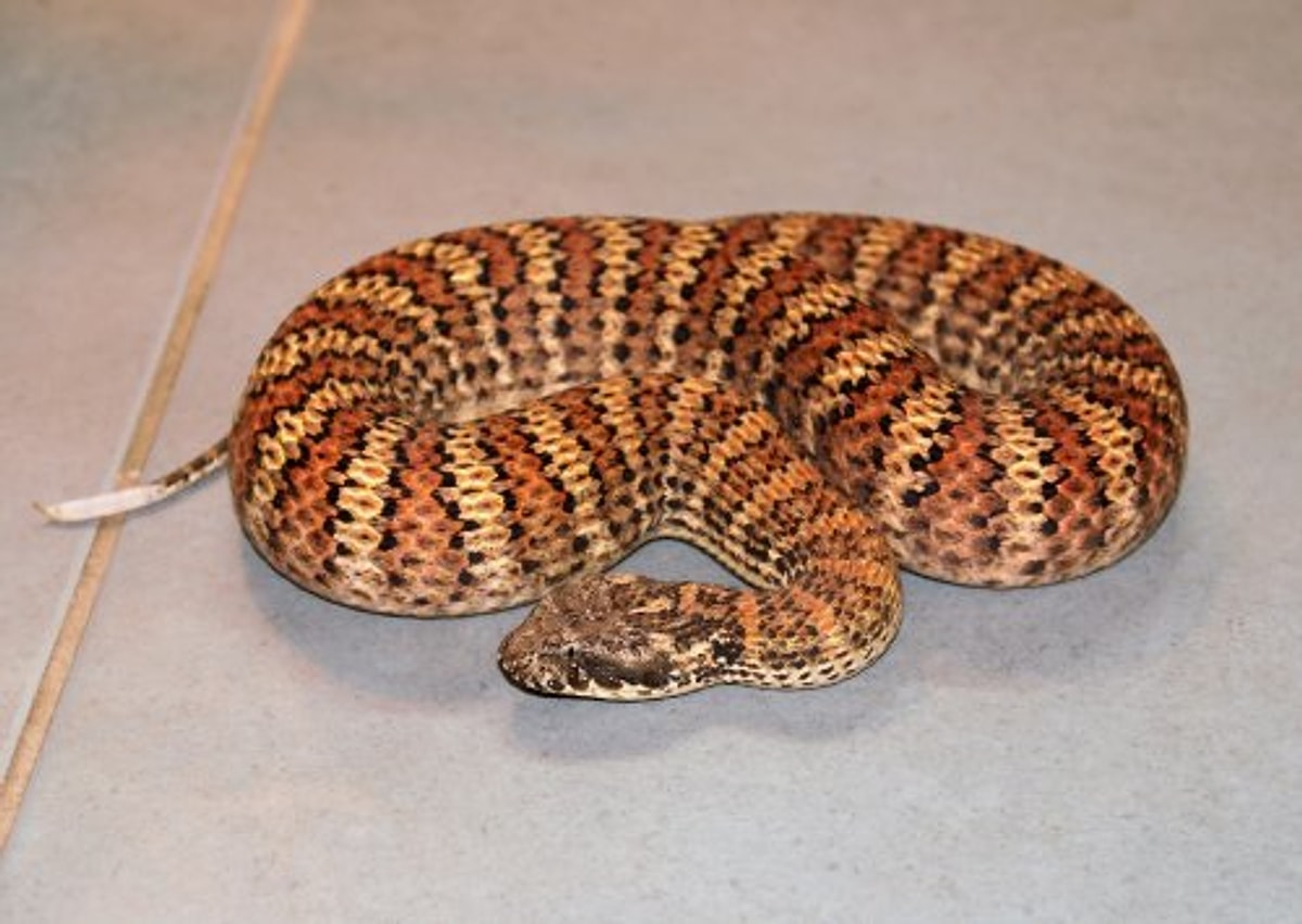 Acanthophis sp. Dajarra