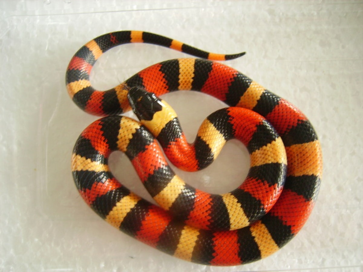 Pueblan milk snake