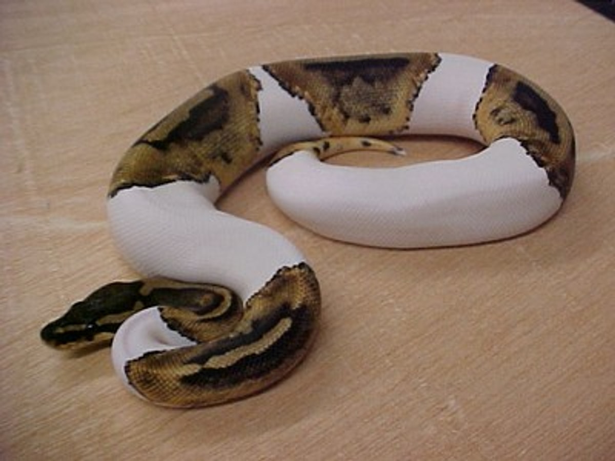 Pied python (Alaca piton)