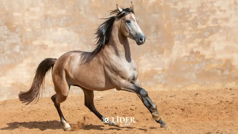 Arap Atı (Arabian Horse)