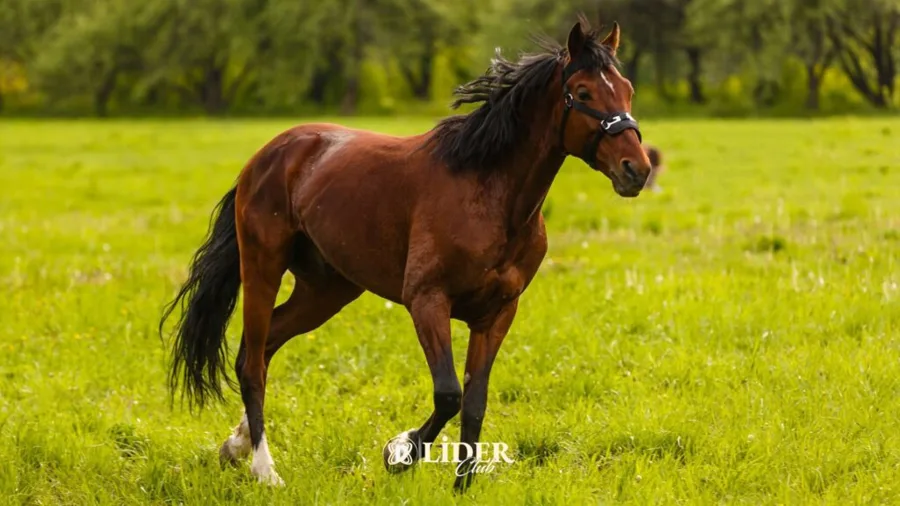 Safkan İngiliz Atı (Thoroughbred)